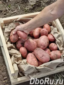 Быстрая доставка капусты, картошки, свеклы и моркови по Алтаю
