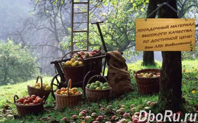 Всеволожский плодопитомник: саженцы плодовых деревьев и кустарников, декоративные растения, цветы