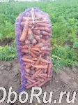 Морковь от производителя для готовки и производства сока