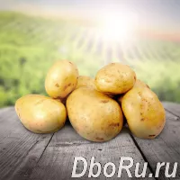 Продажа картофеля мелким и крупным оптом в Алтайском крае и по всей России