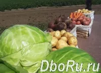 Отборные картошка, морковь, свекла, капуста и другие овощи от поставщика в Алтайском крае