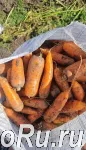 Вкусная морковь сортотипа Шантоне от поставщика
