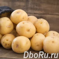 Ранний картофель в Алтайском крае оптом