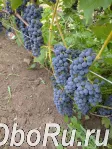 Саженцы технических сортов винограда