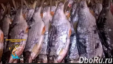 Рыба вяленая Сорожка по цене 350 руб./кг.