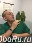 Лечение птиц в Москве.